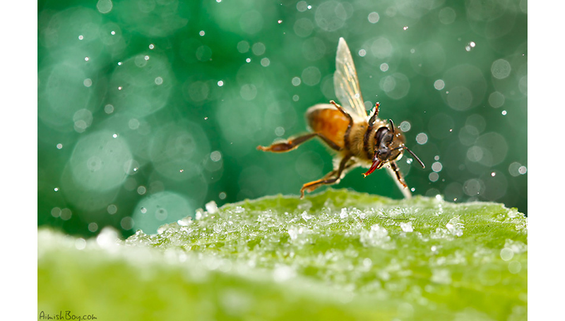 Illustration for article titled Can You Believe These Insect Fantasyland Photos Were Shot On Someone's Kitchen Table?